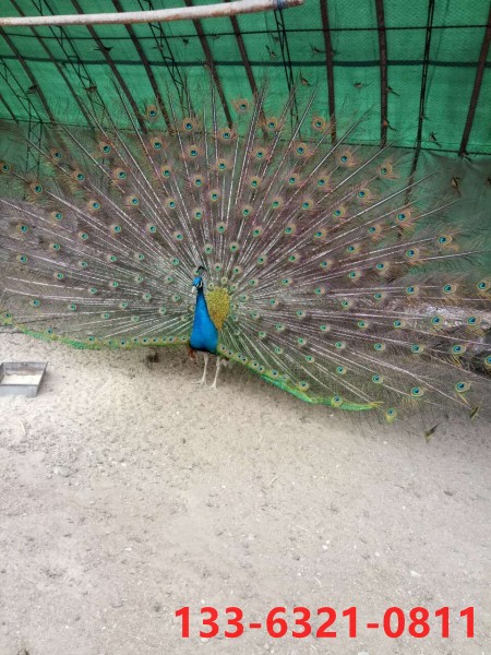 天津鸵鸟苗,鸵鸟专业培育基地|沧州小羊驼价格 