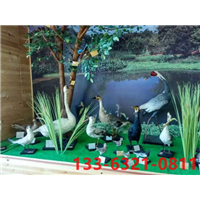 【骨骼标本】河北骨骼标本专业制作公司 