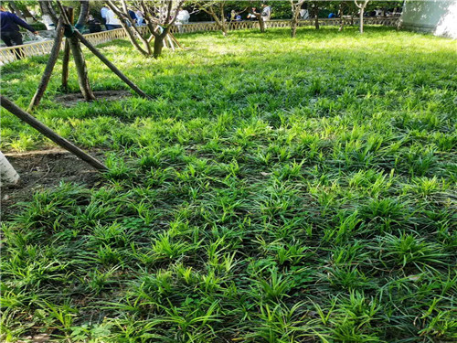 山东麦冬草