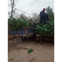 w山东麦冬草价格|曹县麦冬草代办 