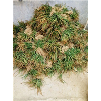 山东麦冬苗价格|山东曹县麦冬草批发 