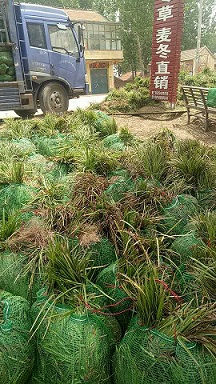 山东麦冬苗价格|曹县麦冬草 