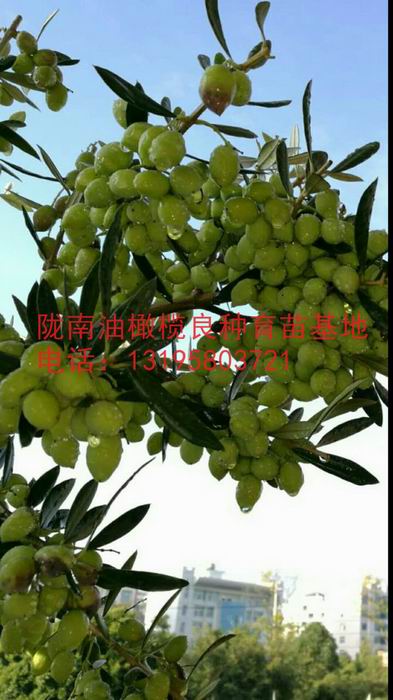 陇南油橄榄良种育苗基地 13195803721