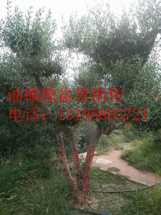 油橄榄盆景销售13195803721