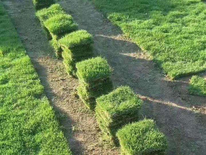 海南马尼拉草皮基地