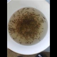 南美白对虾苗养殖基地出售 虾苗规格均匀大规格