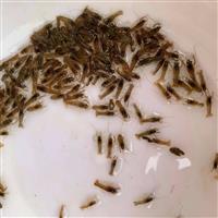 淡水小龙虾苗养殖场出售 农业网箱养殖 生命力旺盛