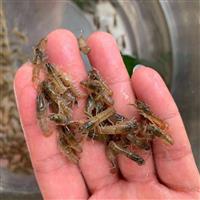 小龙虾种苗批发 养殖供应虾苗 80-100尾 虾苗供应
