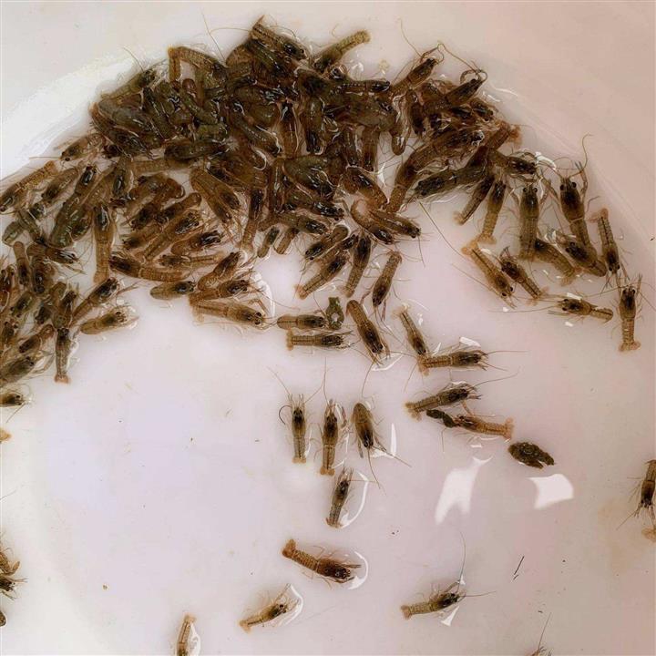 小龙虾苗养殖场批发 龙虾种苗价格 品种优良