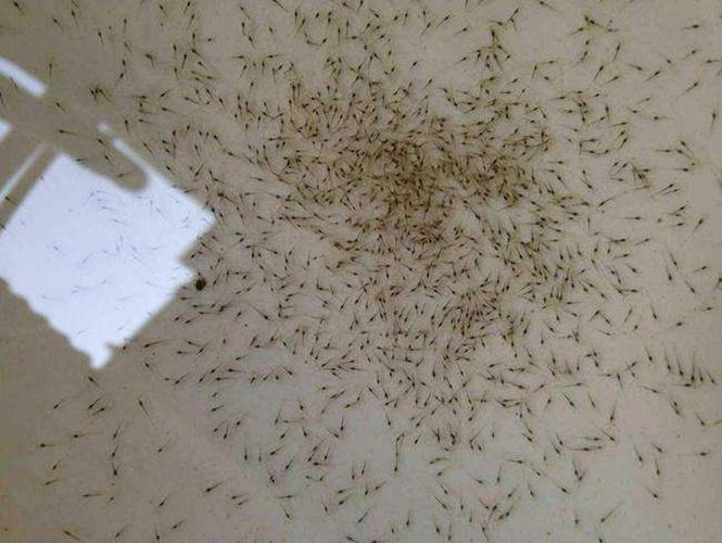 南美白虾苗批发电话 养殖周期短 生长快