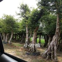 小叶榕栽培基地 观赏植物批发 桩景造型榕树