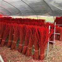 成都银柳种植基地