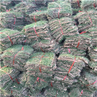 广西马尼拉草坪，崇左马尼拉草