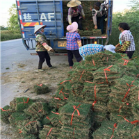 崇左马尼拉草价格@马尼拉草坪出售