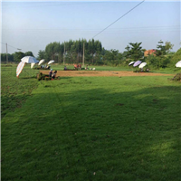 广西马尼拉草坪出售