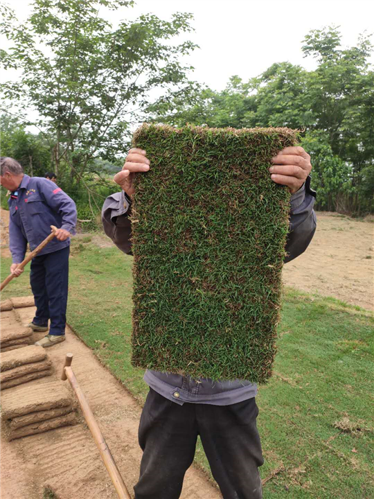 句容百慕大草坪卷
