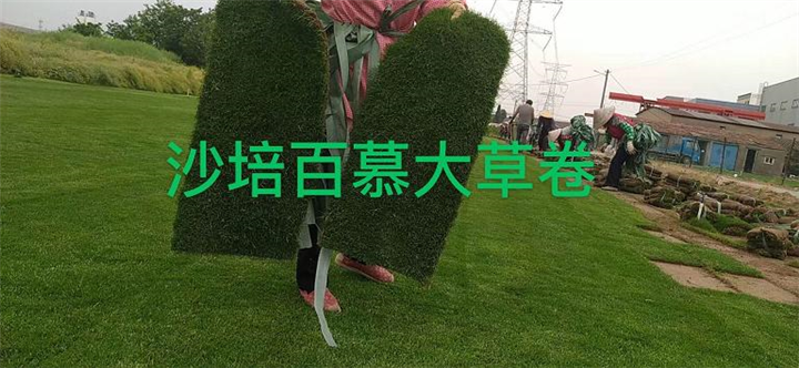 句容百慕大草坪卷