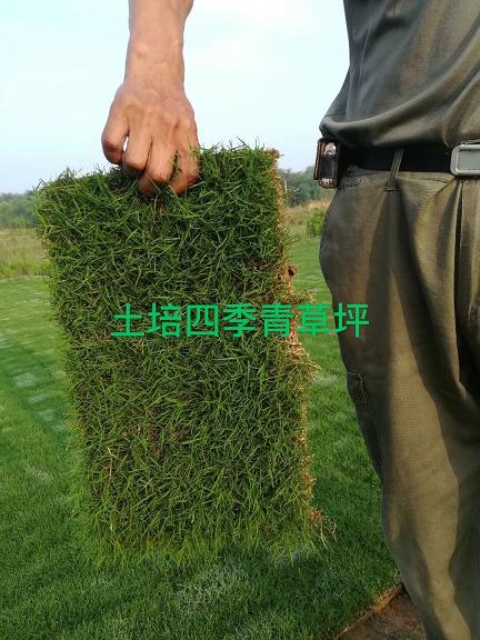 句容兰引三号草坪