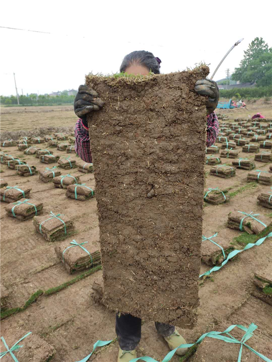 江苏四季青草坪
