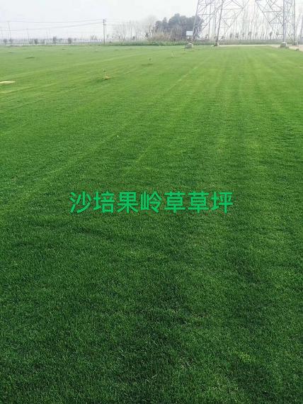 句容百慕大草坪卷