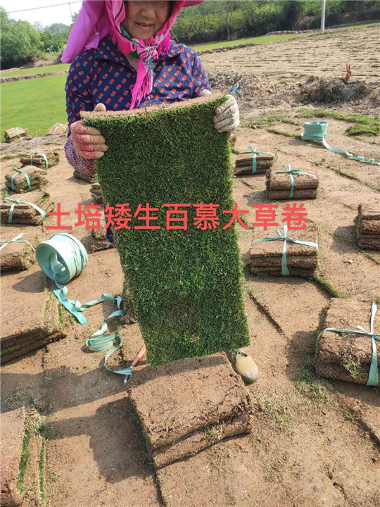 句容百慕大草坪卷