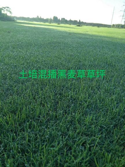 句容混播黑麦草草坪卷