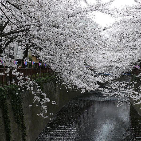 山樱花