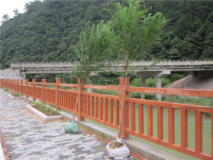 红豆杉苗木16