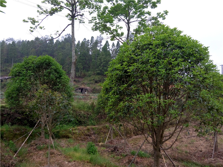 福建丹桂苗木种植10