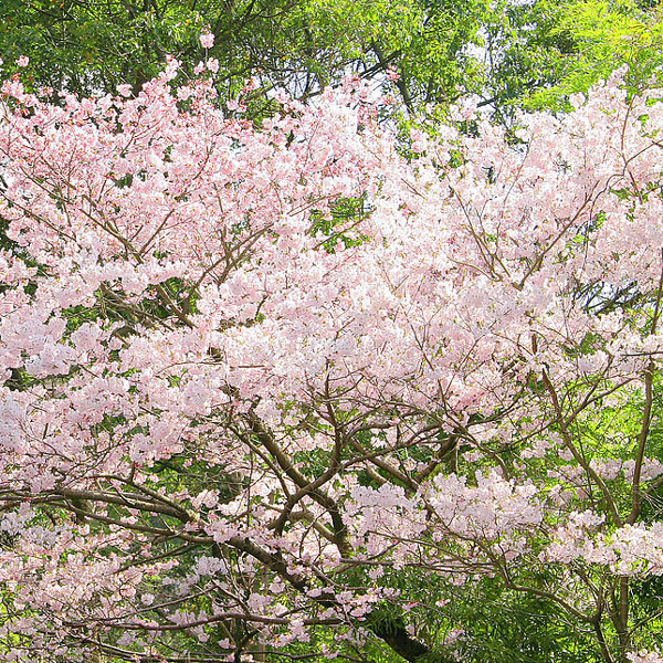 山樱花2