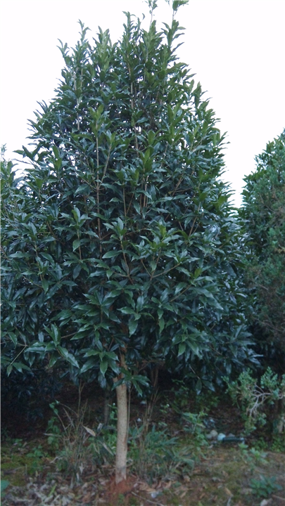 福建丹桂苗木种植
