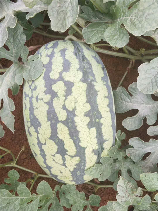 南宁西瓜代办，桂林西瓜代办