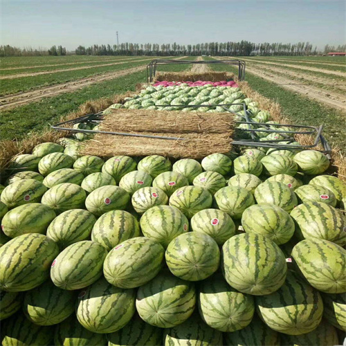 南宁苏圩西瓜市场在哪里