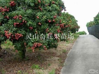 云南荔枝苗价格，销售荔枝苗，批发荔枝苗