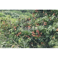 昆明荔枝苗，云南荔枝苗，大量供应荔枝苗