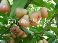 云南有莲雾苗卖吗？云南莲雾苗基地批发
