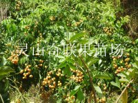 云南黄皮苗价格，云南黄皮苗基地
