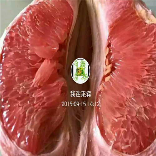 云南出售三红蜜柚苗、昆明三红蜜柚苗价格