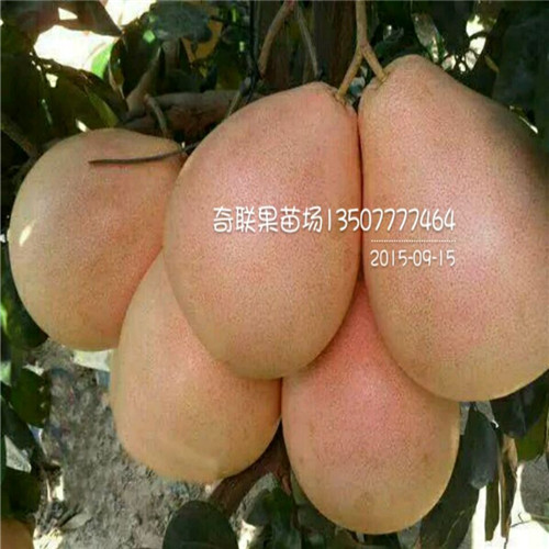 云南三红蜜柚苗基地、玉溪三红蜜柚苗批发