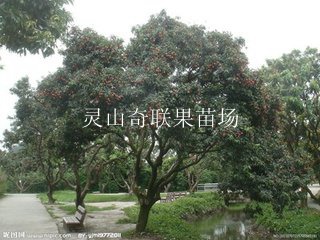 云南荔枝苗基地，云南荔枝苗，云南果苗