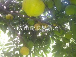 供应岭南山竹苗，岭南山竹苗价格