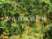 云南哪里有黄皮苗卖？云南批发黄皮苗