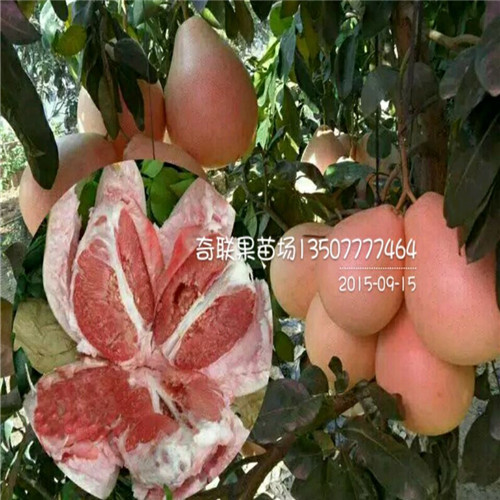云南三红蜜柚苗价格、云南批发三红蜜柚苗