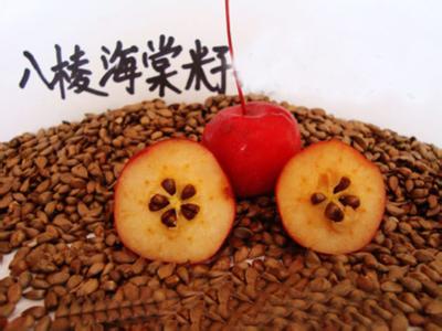 河北八棱海棠树供应