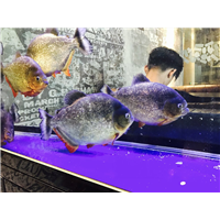 泉州纹身师傅