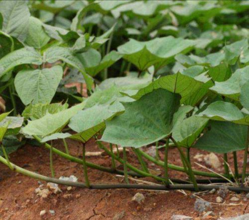 卢龙红薯秧苗出苗技术 