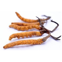 昆明收购虫草 