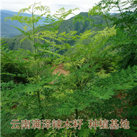 云南满泽辣木籽四川成都.攀枝花种植基地 