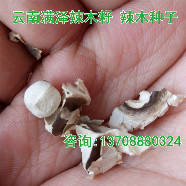 云南满泽广东湛江辣木籽 辣木种，辣木子 