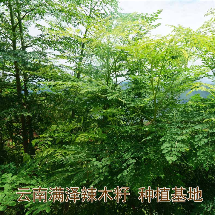 云南满泽陕西辣木籽基地，安康辣木籽产品 